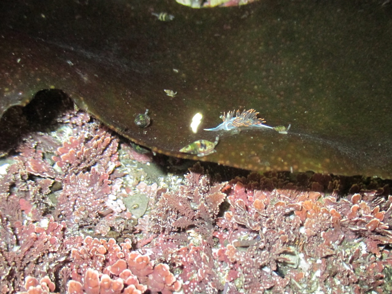 Blue nudibranch at Pillar Point tide pool