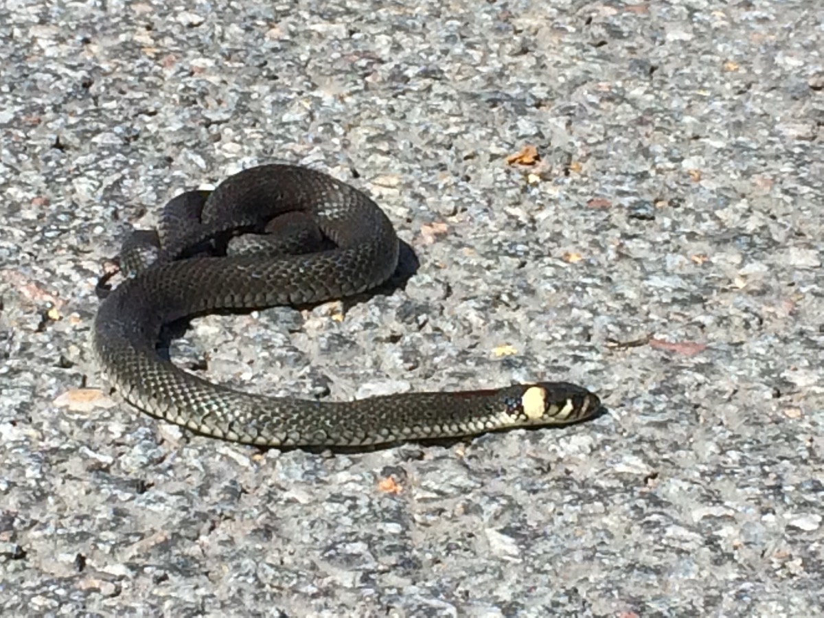 Snake on the road copy-1200