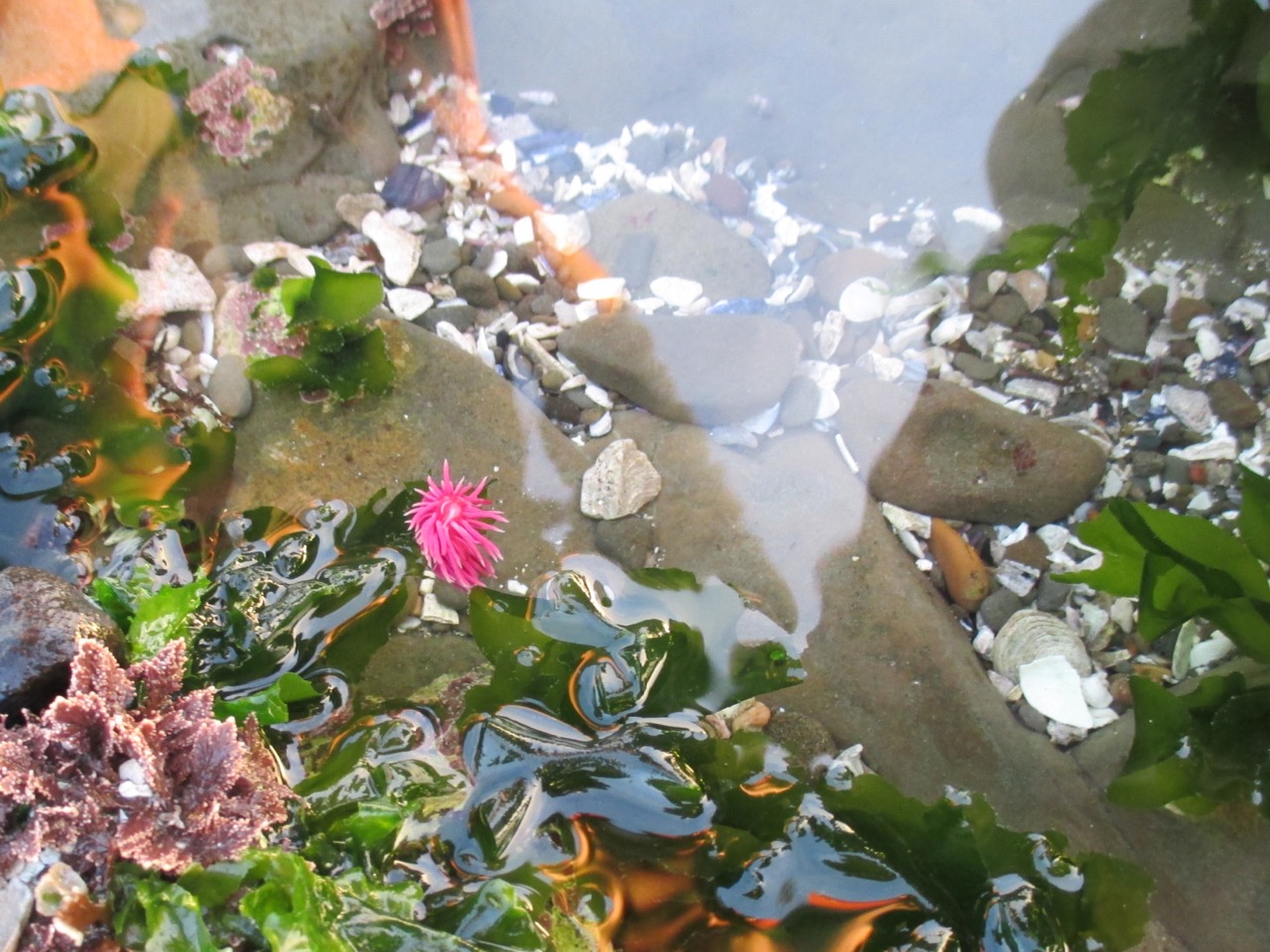 Hopkins rose nudibranch in tide pool at Pillar Point