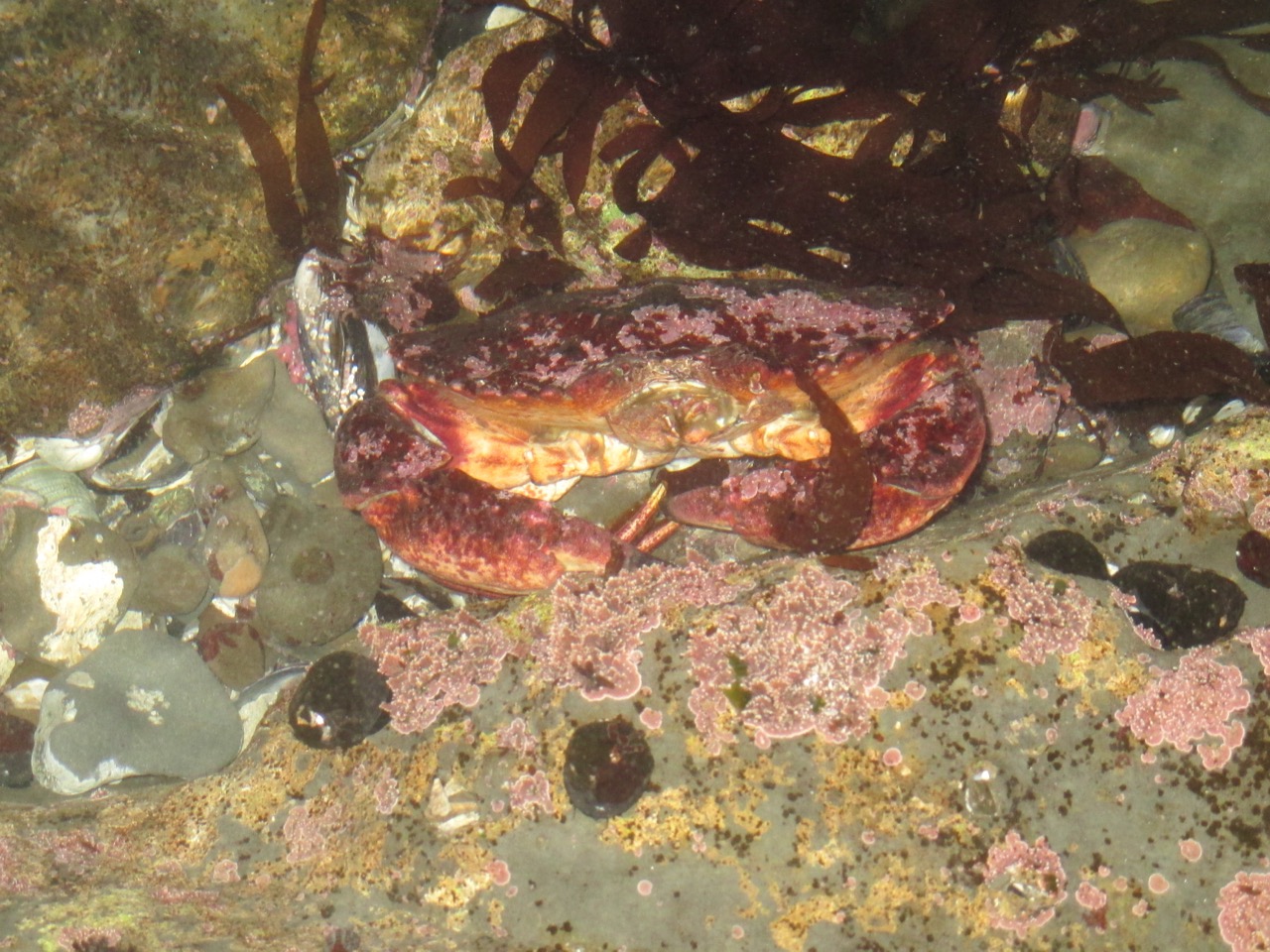 Crab at Pillar Point tide pool